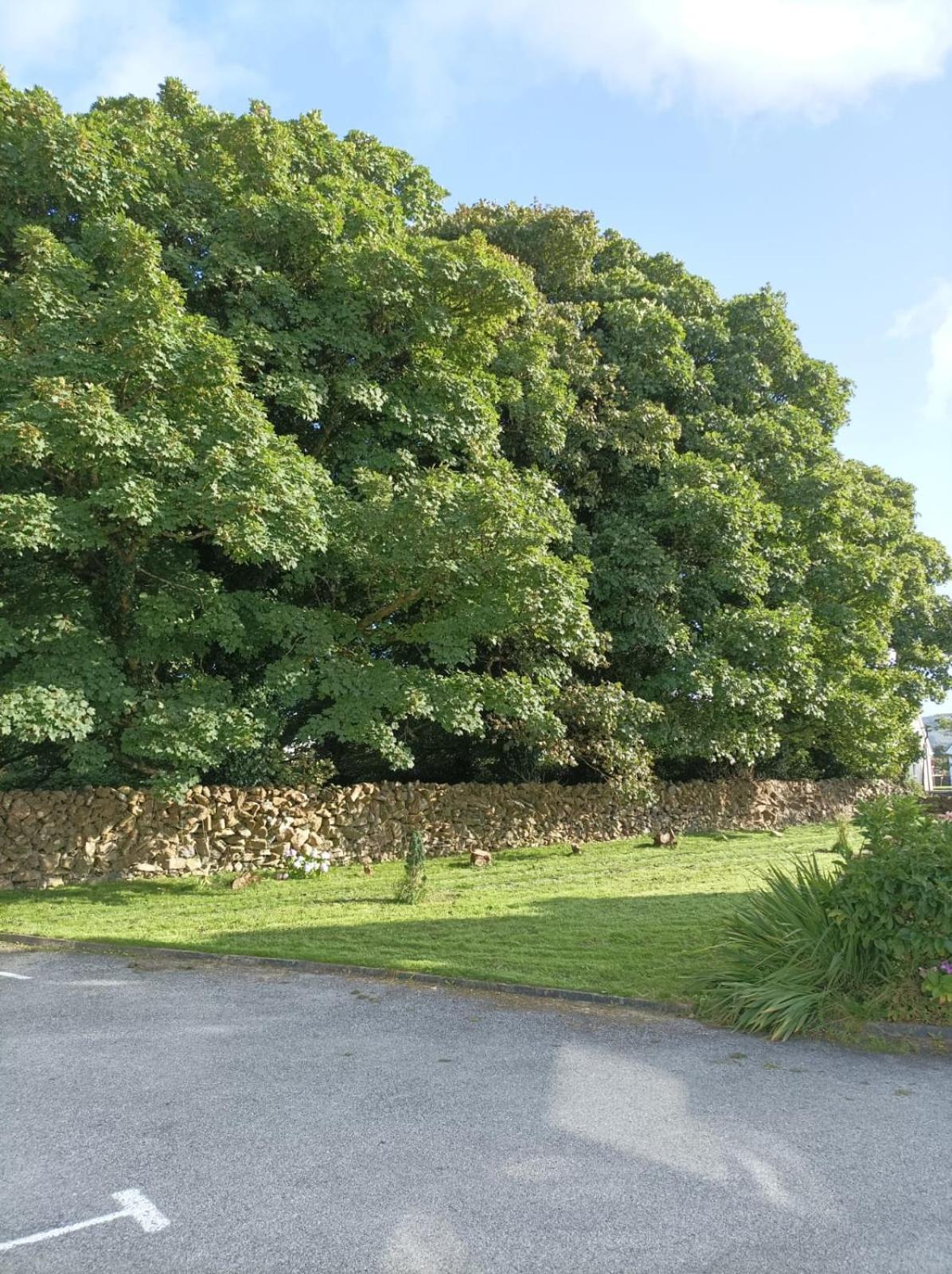 Mountain View Guesthouse Oughterard Dış mekan fotoğraf